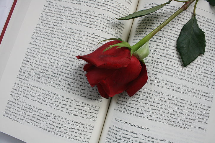 rose, flower, book, red, words