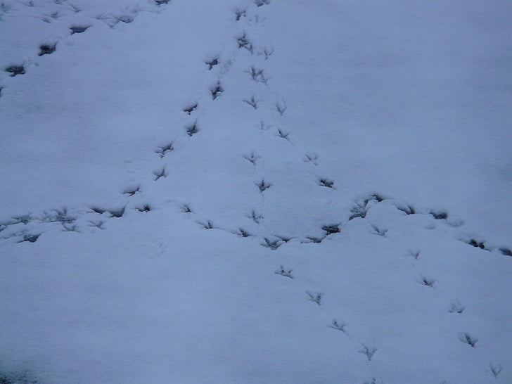 lintu kappaleita, eläinten track, uusintapainos, lumi, jälkiä, talvi, lintu jalanjälki