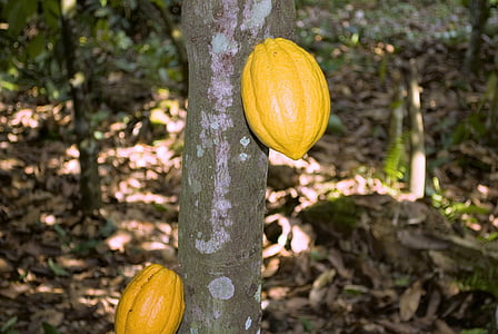kakao, Ghana, lusky, pod, ovoce, jídlo, zemědělství