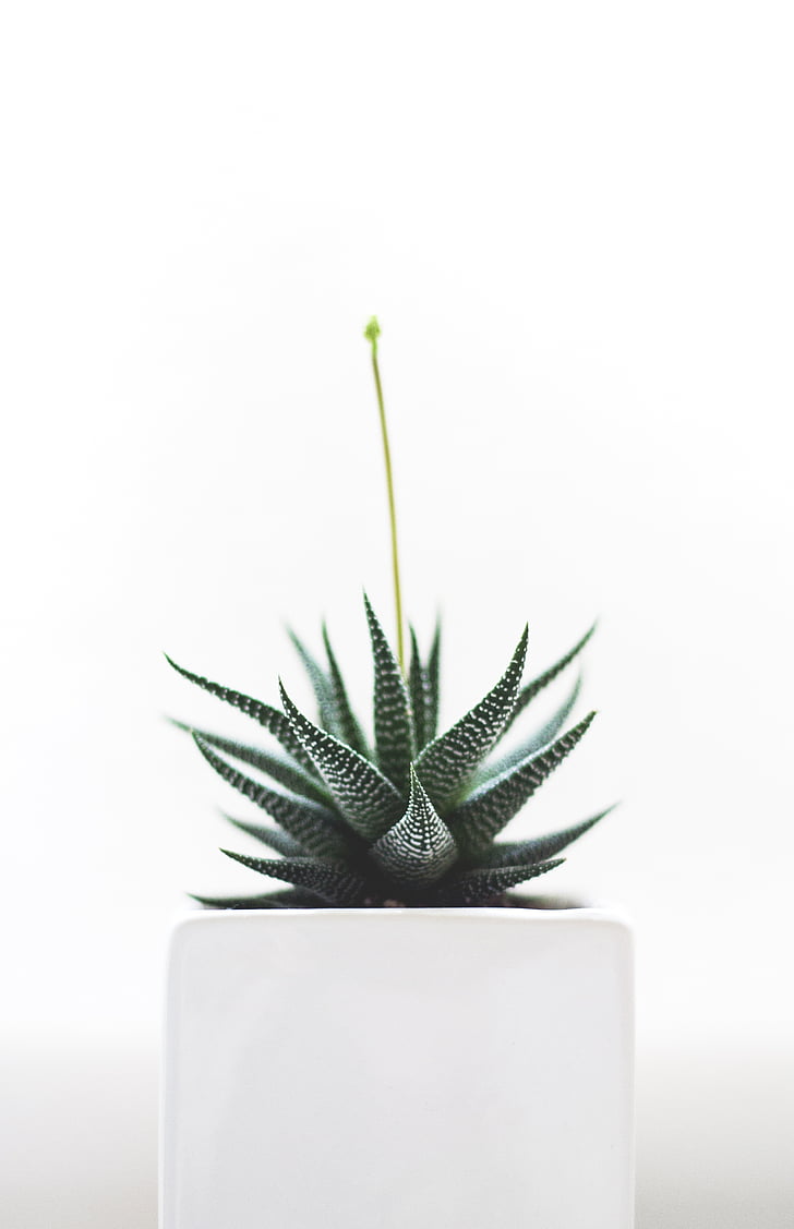plant, succulent, isolated, nature, health, detail, growth