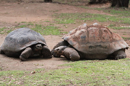 tortuga, gigante, animal, Parque zoológico, tortuga, reptil, flora y fauna