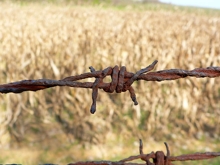wire, rusty, field, barbed Wire, fence, nature