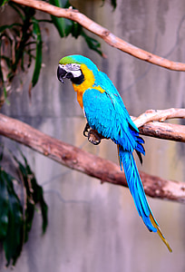 macaw, parrot, exotic, bird, blue and gold macaw, nature, wildlife