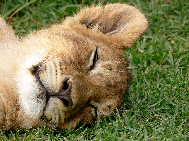sover, Cub, lejon, stor katt, Leo, vilda djur
