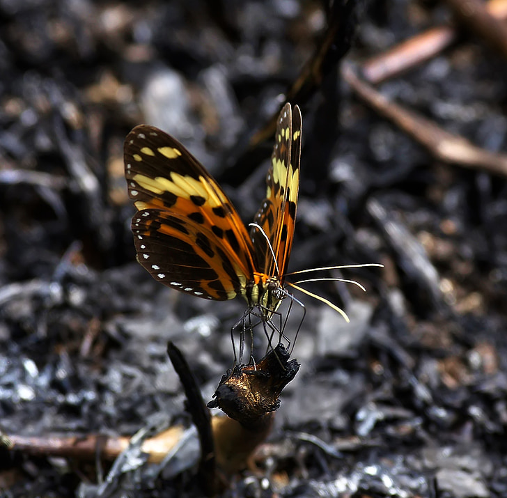 butterflies, two, guyana