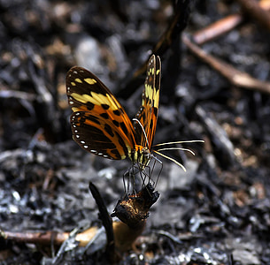 fjärilar, två, Guyana
