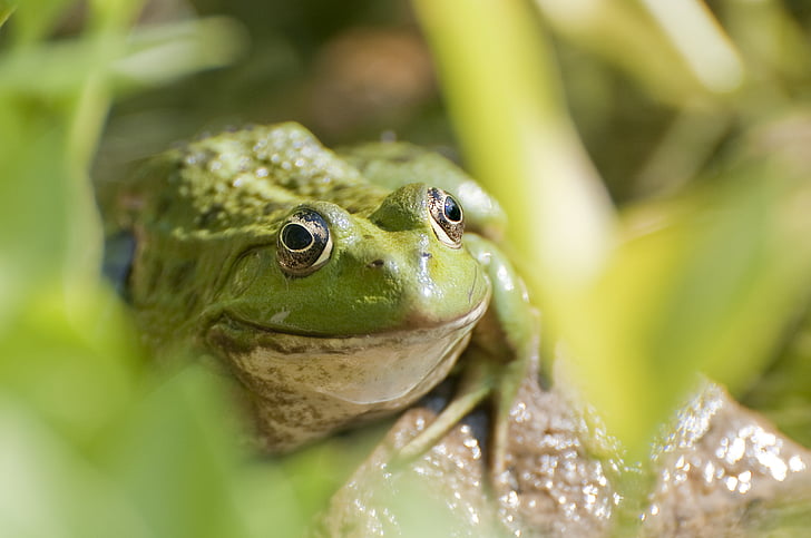 animal, frog, green, nature, amphibian, green Color, wildlife