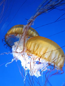 jelly fish, water, jellyfish, aquarium, creature, marine