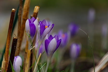 crocus, spring, purple, flower, nature, violet, early bloomer
