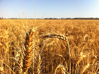 zrelé, pre, úroda, 3, poľnohospodárstvo, pšenica, Príroda