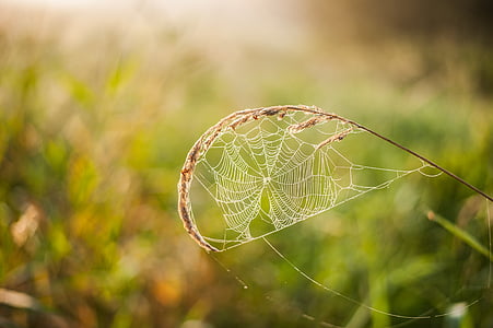 tela de araña, hoja de hierba, transparente, cerrar, naturaleza