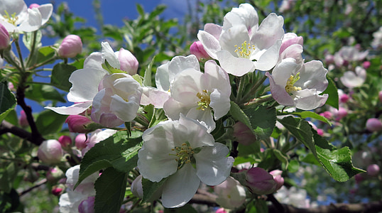 fleurs, fleur de cerisier, rose et blanc, arbre, nature, Direction générale de la, branches
