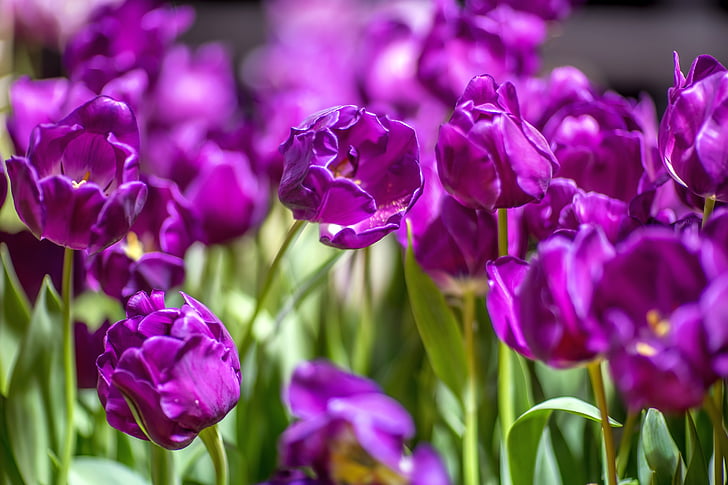 tulpės, violetinė, gėlės, žydėti, violetinė tulpė, šviesus, closeup
