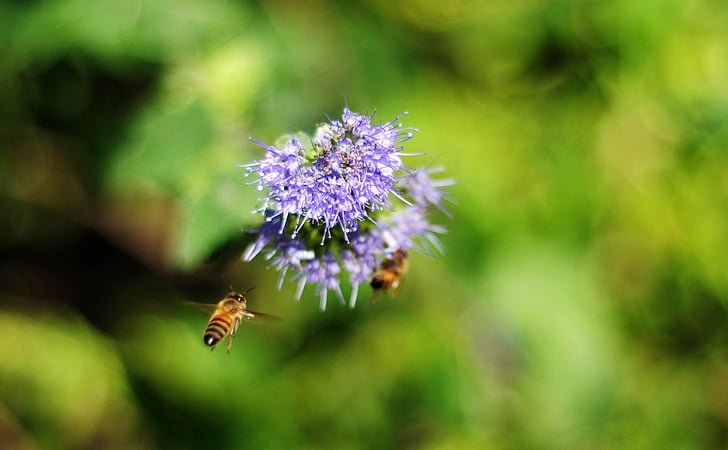 abeille, fleur, flou, nature, insecte, été, plante