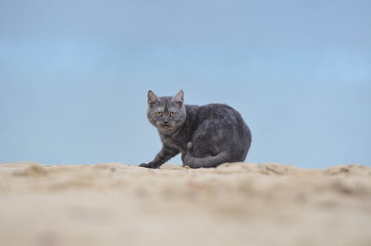 котка, плаж, млад котка
