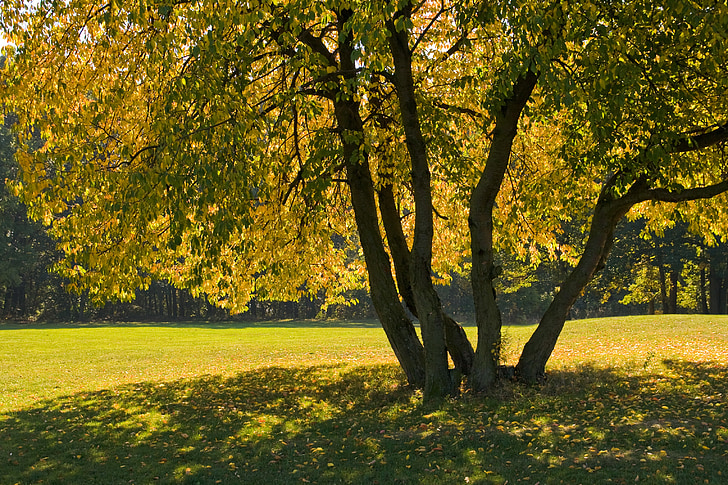 podzimní strom, třešeň, barevné listy, na podzim, zahrada, Příroda, sezóny