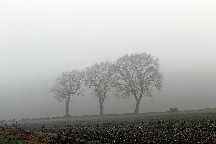 fog, autumn, nature, mystical, weather mood, weather, mood