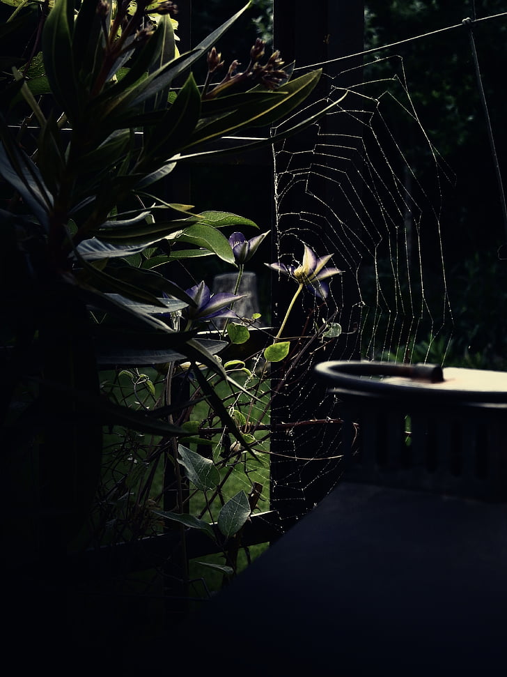 raspoloženje, priroda, paukova mreža, mreža, zastrašujuće, pozadina, Helloween