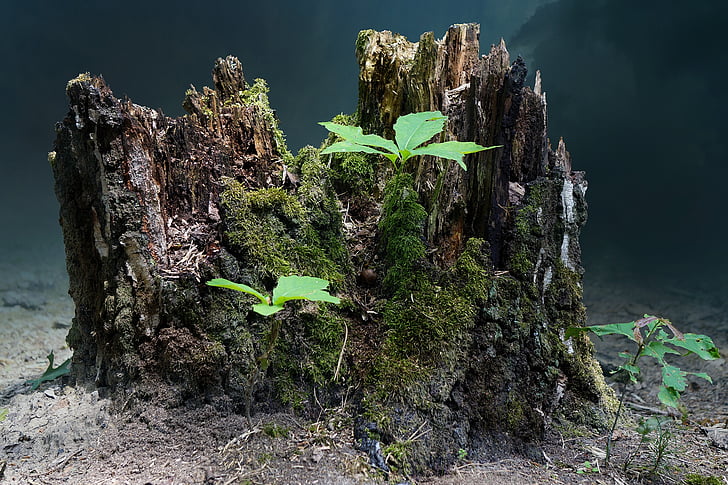 tree stump, live new, tree, nature, forests, sprout, plant