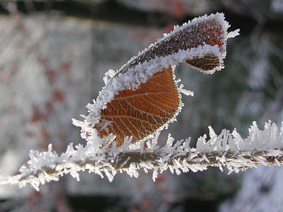 jää, lehed, külmutatud, talvel, kristallid, eiskristalle