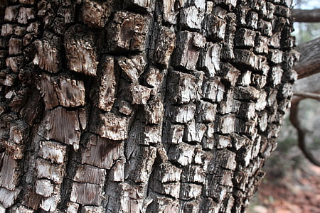 enebro de cocodrilo, árbol, enebro, Foto, Fotografía, al aire libre, tronco