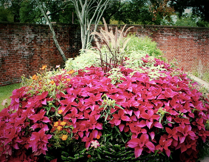red coleus, flowers, garden, plants, tropical, blooming, foliage
