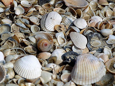 sand, beachs, clams, shells, beaches, landscapes, nature