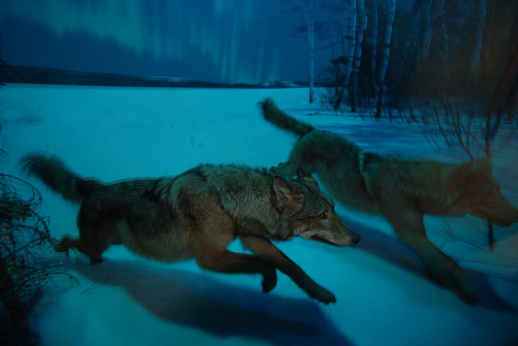 wolf, night, moon, howl, howling, predator, wildlife
