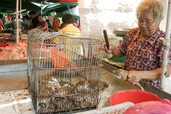 frog, market, eating, local, cage, food, woman