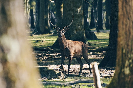 animal, antlers, forest, grass, nature, reindeer, trees