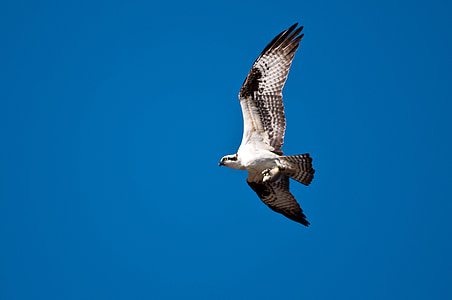 Osprey, pescuit hawk, Hawk, natura, prădător
