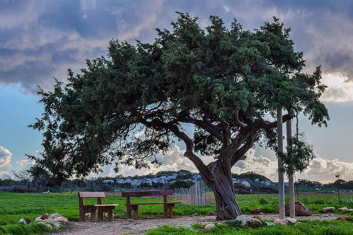 Cyprus, Cavo greko, boom, eenzaam, landschap, natuur, hemel