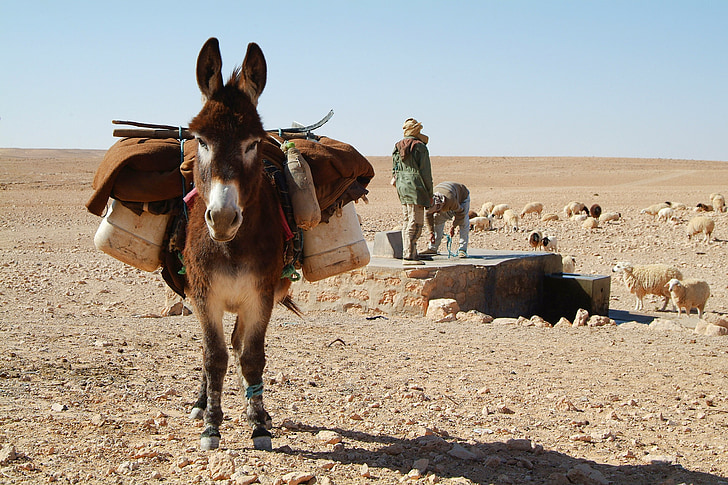 keledai, Sahara, gurun, Tunisia, gembala, hewan, adegan pedesaan