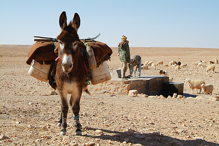 âne, Sahara, désert, Tunisie, bergers, animal, scène rurale
