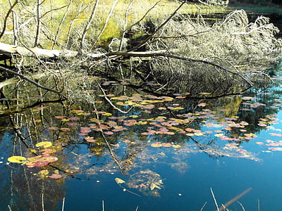 树, 池塘, 镜像, 出现, 秋天, 森林, 多彩