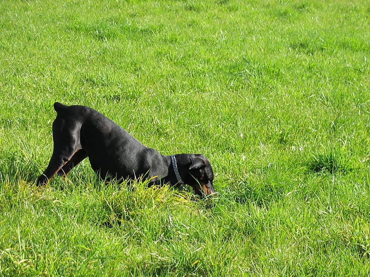 สุนัข, ลูก, ทุ่งหญ้า, ค้นหาสุนัข, สุนัขที่พักชั่วคราว