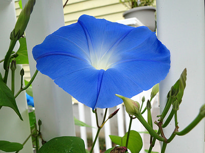 μπλε, λουλούδι, δόξα πρωινού, φωτεινό μπλε, αναρρίχηση, αμπέλου, το καλοκαίρι