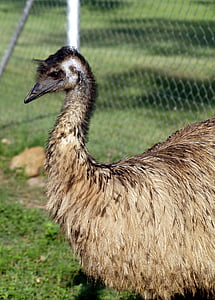 Emu, vill fugl, natur, fjær