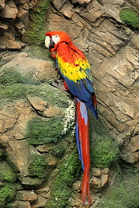 Guacamayo rojo, Ara macao, Loro, pájaro, carrera con plumas, pared, Guacamaya