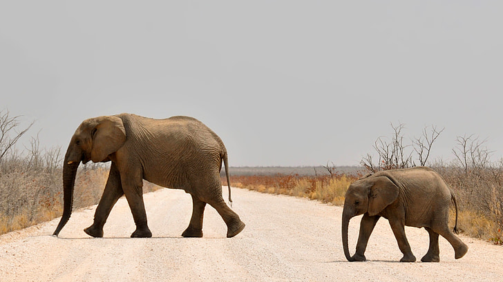 dramblys, Kūdikių dramblys, Jauni dramblys, Afrikinis dramblys, Afrika, Namibija, Gamta