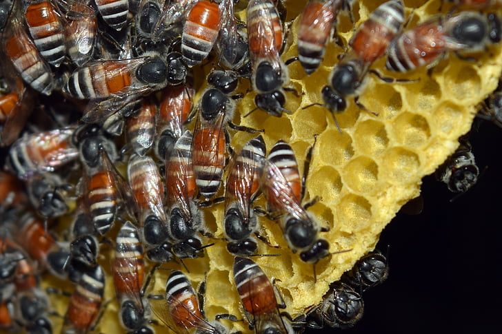 der Bienenkorb, Insekten, natürliche, Bienenstock, große Gruppe von Tieren, Insekt, Biene