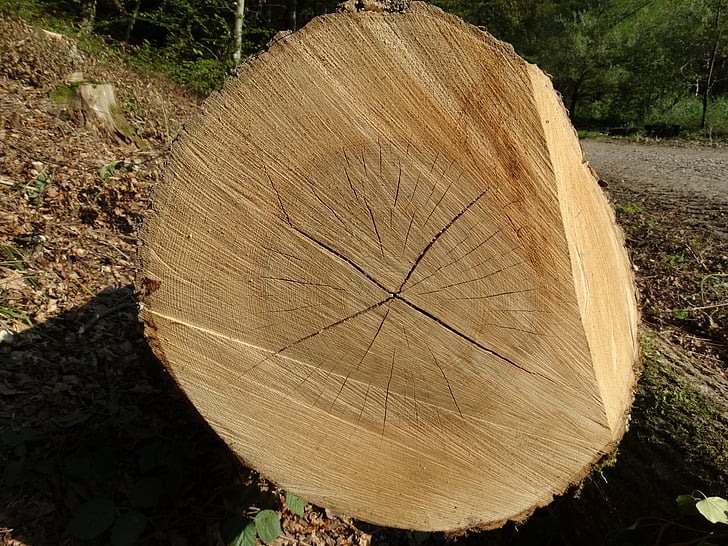 kayu, pohon, struktur, retak, hutan, seperti, log