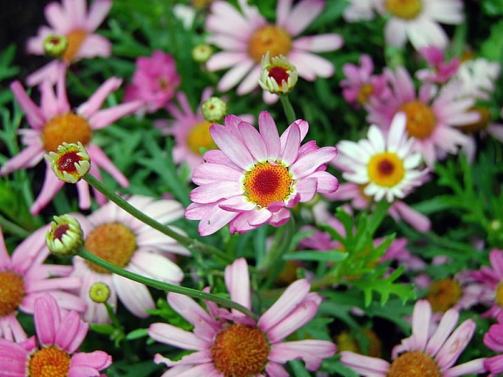 bunga, Pink daisy, alam, Daisy, bunga, tanaman, musim panas