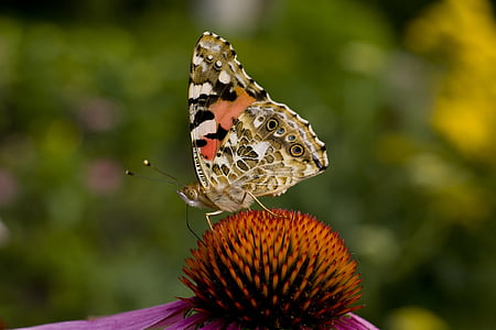 borboleta, Echinacea, chapéu de sol, macro, natureza, Primavera, forte