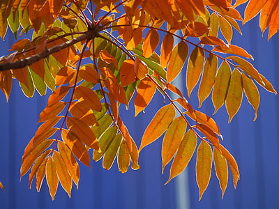 yellow leaves, autumnal leaves, red, huang, green, orange, branch