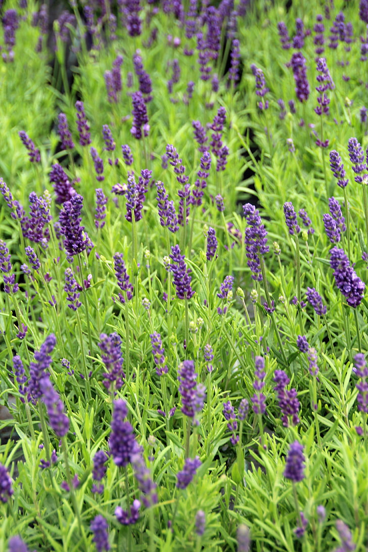 lavender, fragrance, lavender plant, blossom, bloom, purple, lavender flowers