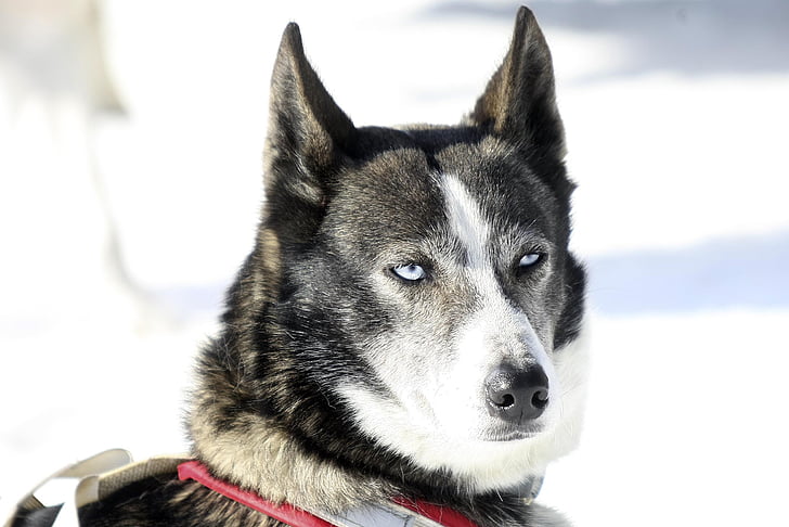 cão, Husky, Inverno, olhos, animais, Huskies, cão de trenó