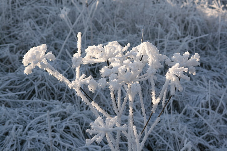 Kış, doğa, kar, Frost, buz, soğuk - sıcaklık, donmuş