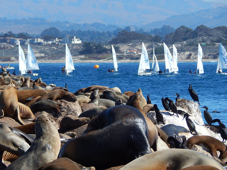 animals, sea lions, sailboat, sea animals, seals, sea birds, water