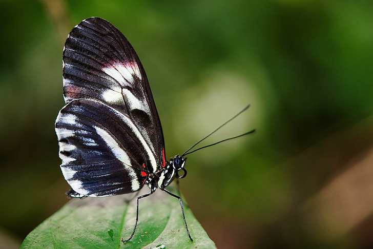 Papilio, rumanzovia, mariposa, animal, negro, verde, hoja